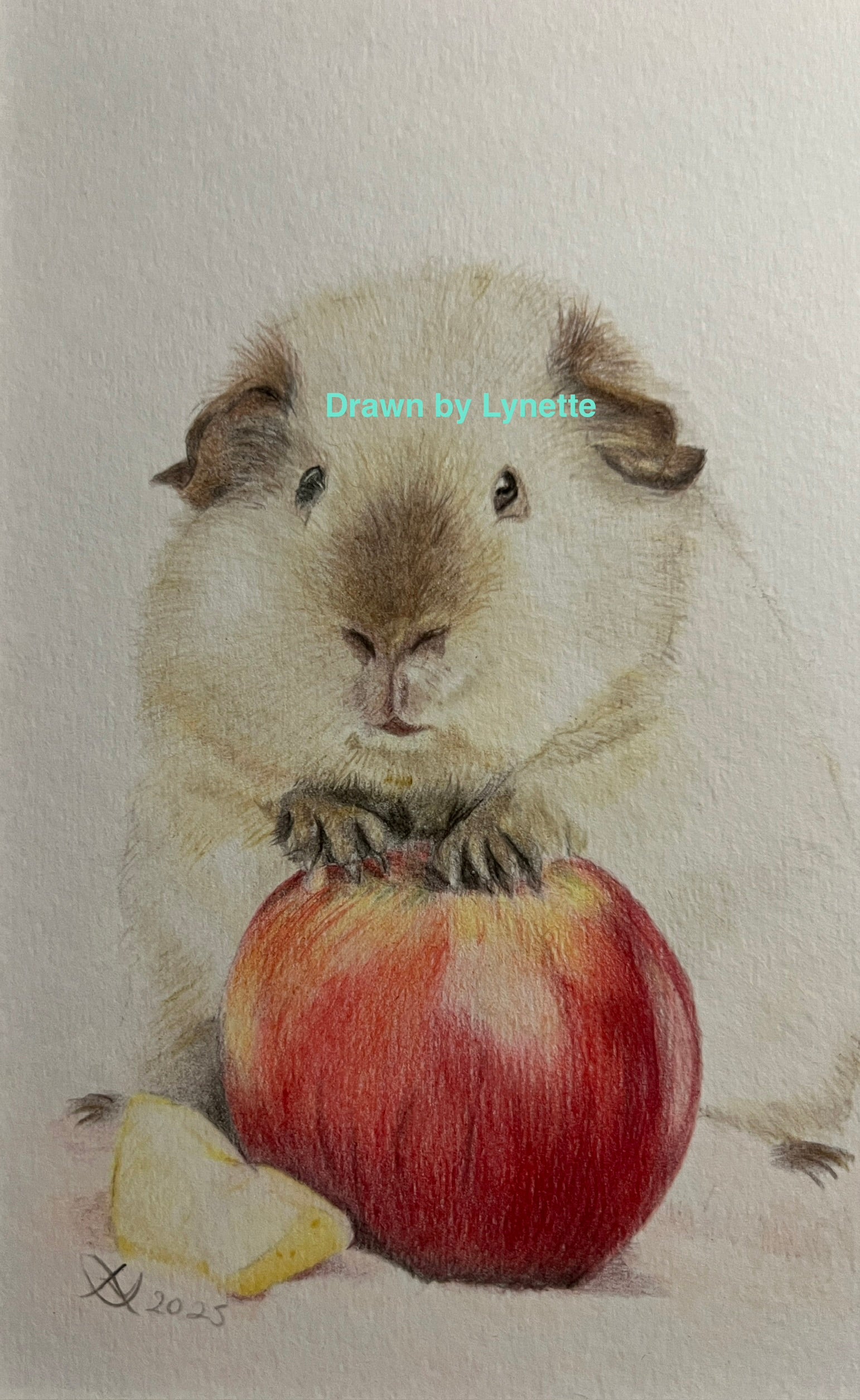 Guinea pig cards and prints