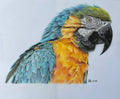 Macaw greeting card /prints