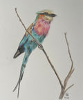 Wildlife /animal cards and prints.