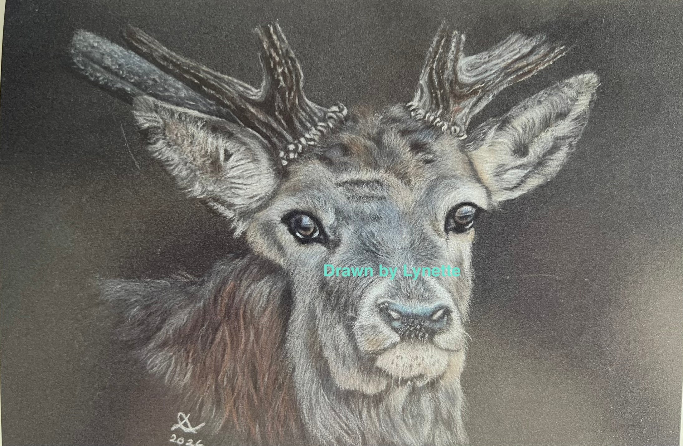 Deer cards and prints