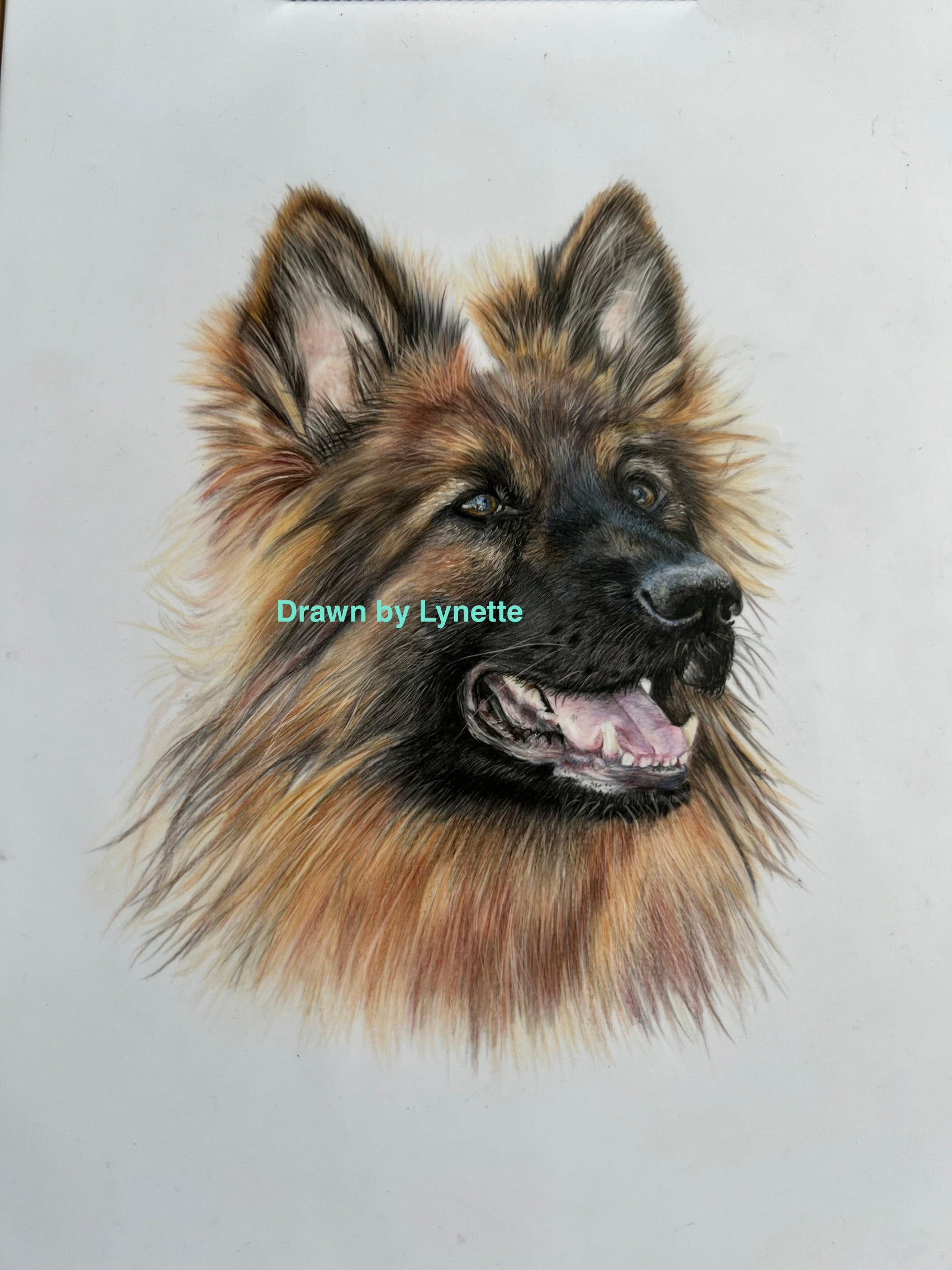 German Shepherd  cards and prints