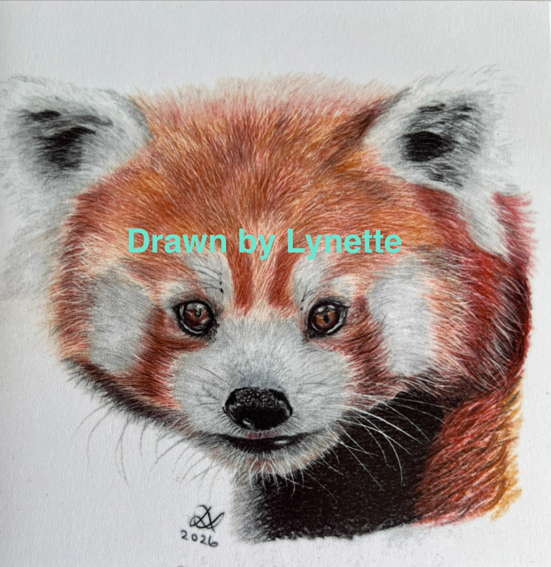 A4 Mounted Red Panda original drawing.