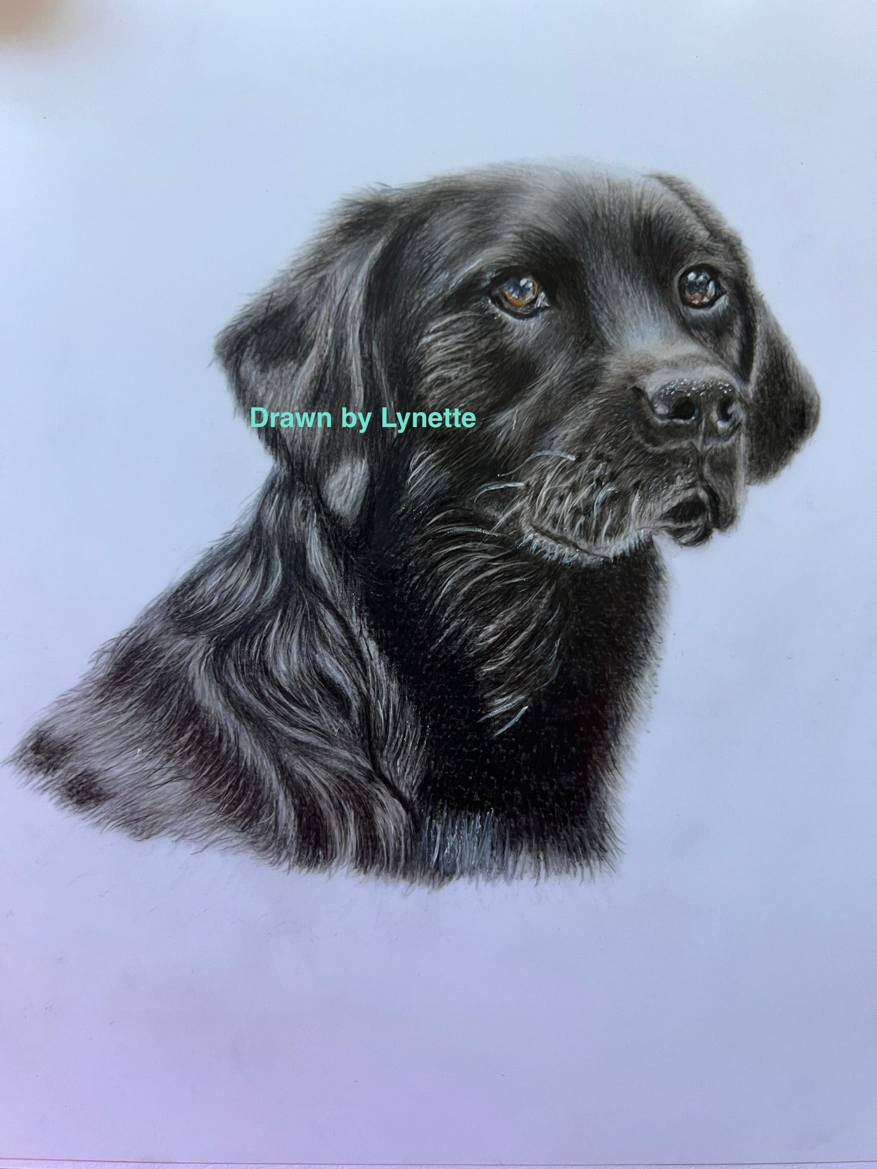 Black Labrador cards and prints