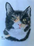 ‘ Mita’ tortoise shell cat