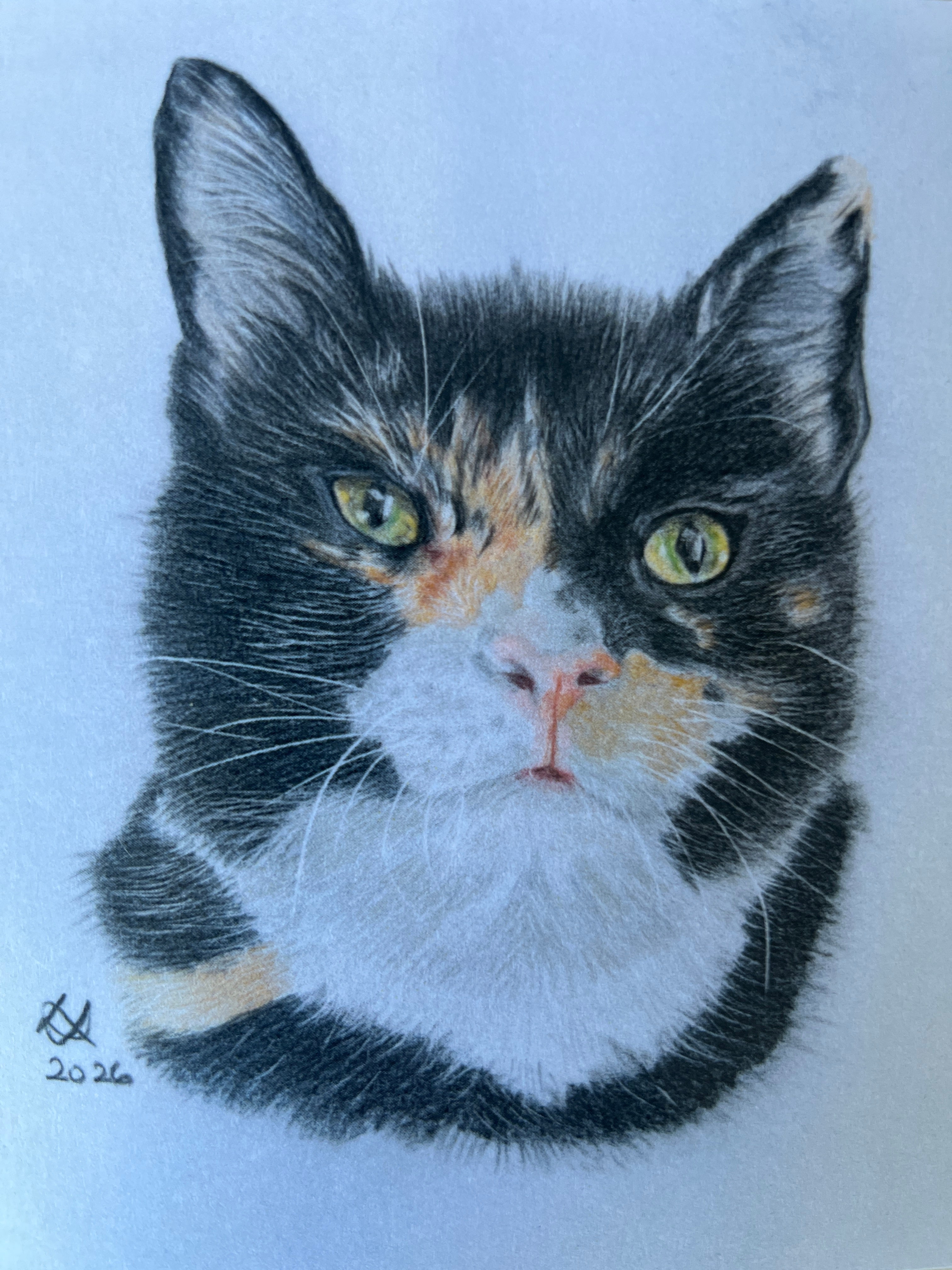 ‘ Mita’ tortoise shell cat