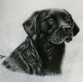Pet /animal cards and prints