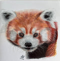 Wildlife cards and prints - red panda