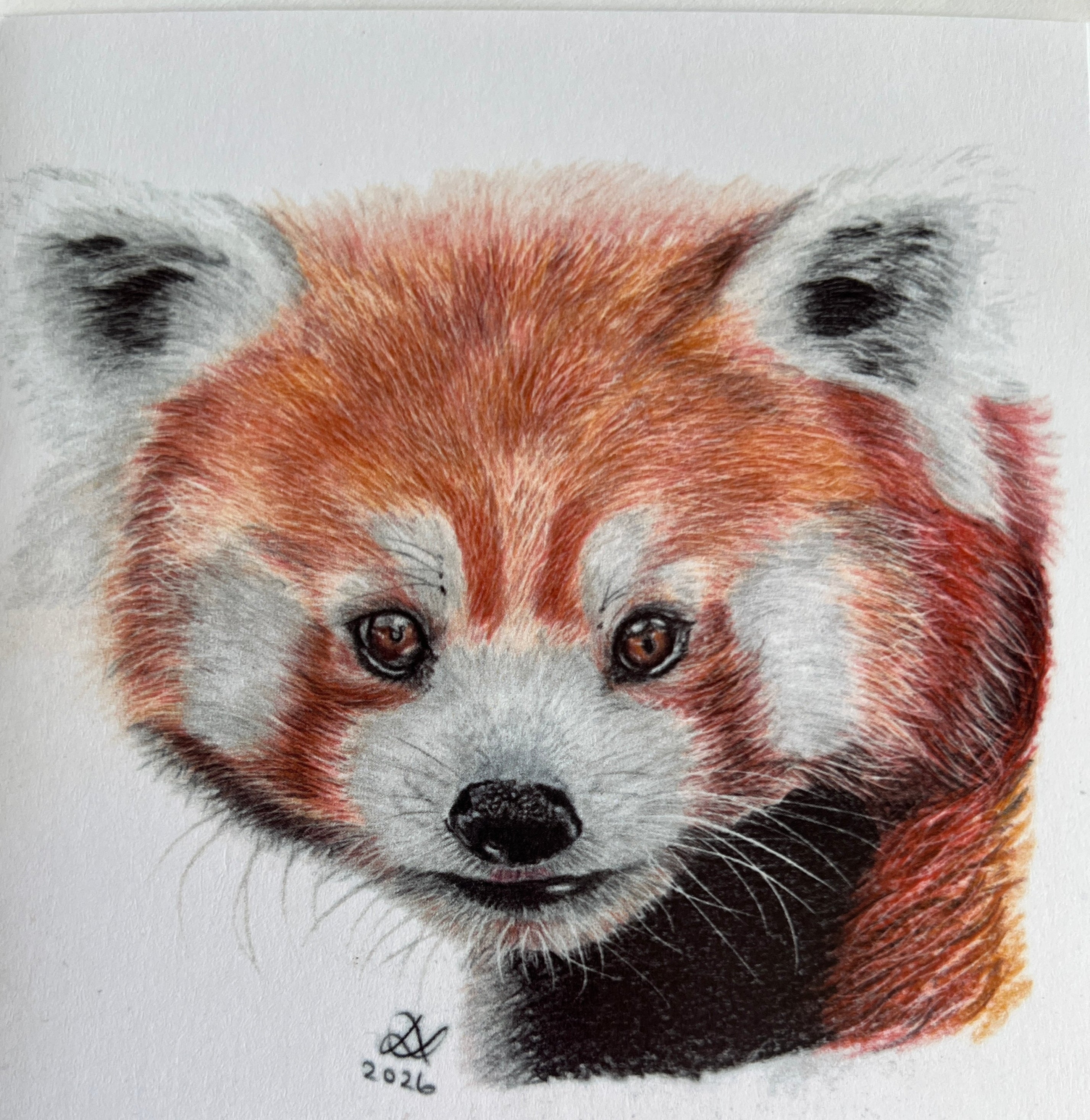 Animal / wildlife  prints